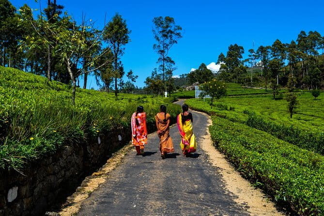 Lipton's Seat and Tea Factory,Trail Amidst Tea Plantation Day Tour - Authentic Reviews and Insights