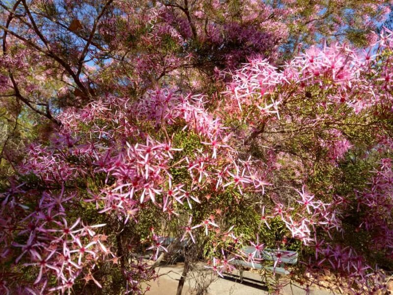 Litchfield & Berry Springs, Premium tour, 10 guests & lunch - FAQ