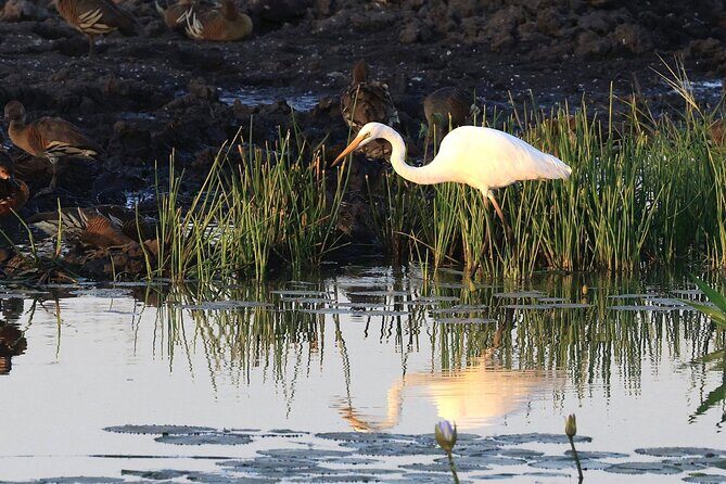 Litchfield National Park Tour with Wetlands or Crocodile Cruise - Final Words