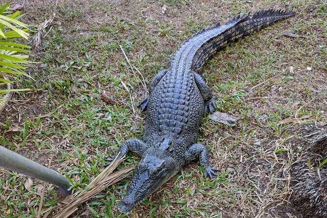 Litchfield Park & Jumping Crocodile Cruise - What Travelers Say
