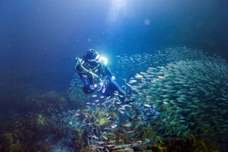 Little Barrier Island: Full-Day Scuba Dive Charter - Exploring the Full-Day Scuba Charter Around Little Barrier Island