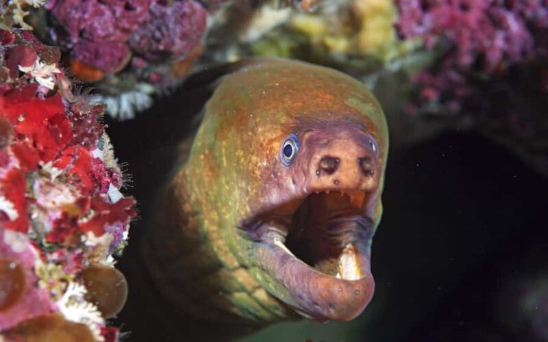 Little Barrier Island: Full-Day Scuba Dive Charter - Key Points