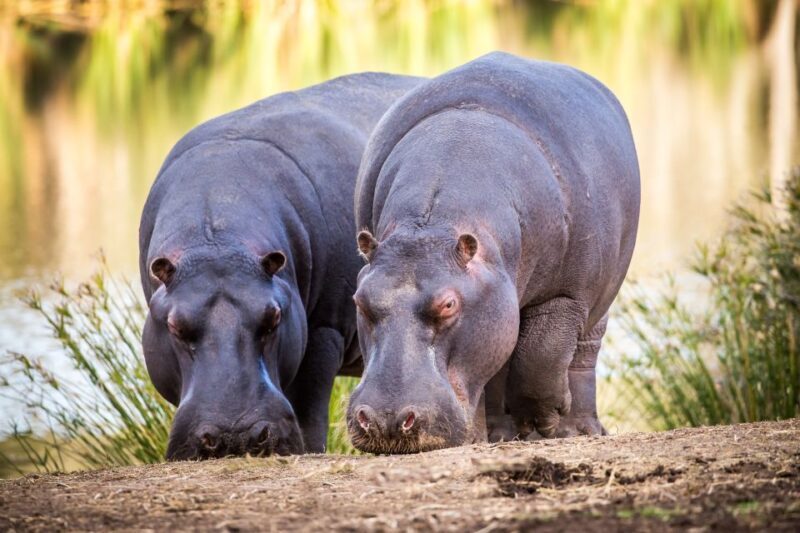 Little Brak River: Botlierskop Guided Game Drive - Key Points