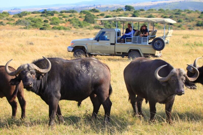 Little Brak River: Botlierskop Guided Game Drive - Analyzing the Value