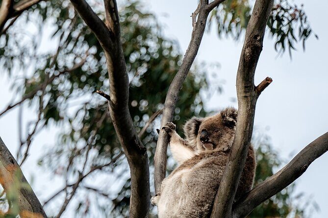 Little Koala Walking Tour - Exploring Kangaroo Island with the Little Koala Walking Tour