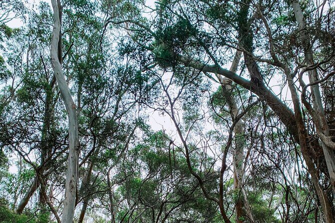 Little Koala Walking Tour - FAQ