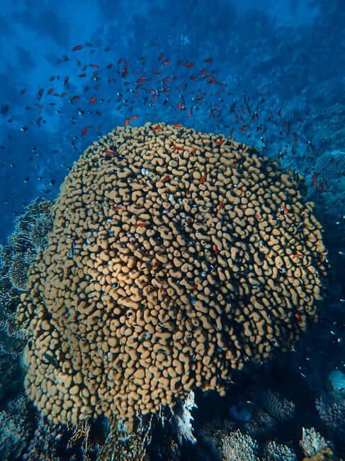 Little Tobago: Glass Bottom Boat Tour - A Full Breakdown of the Tour Experience