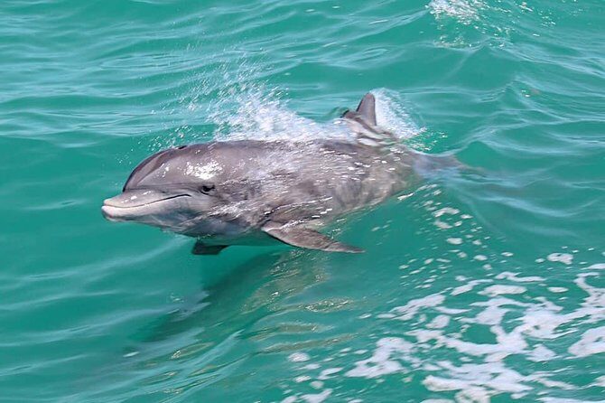 Little Toot Dolphin Adventure at Clearwater Beach - A Detailed Look at the Tour Experience