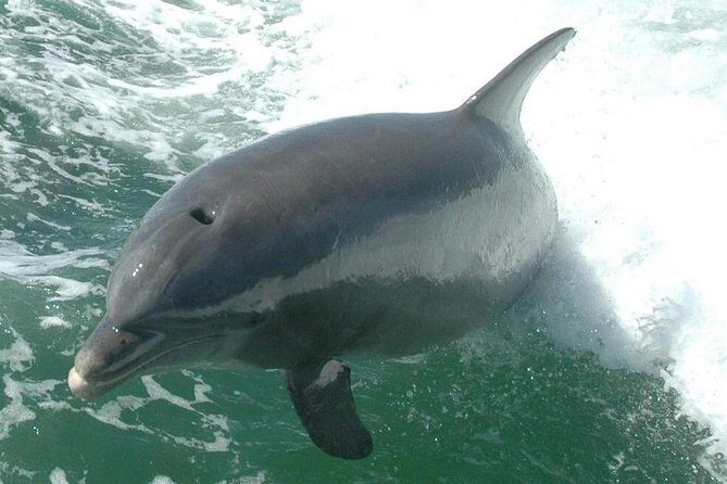 Little Toot Dolphin Adventure at Clearwater Beach - Final Thoughts