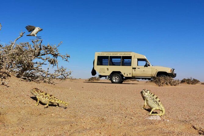 Living Desert Eco Dune Tour - What Makes This Tour Special?