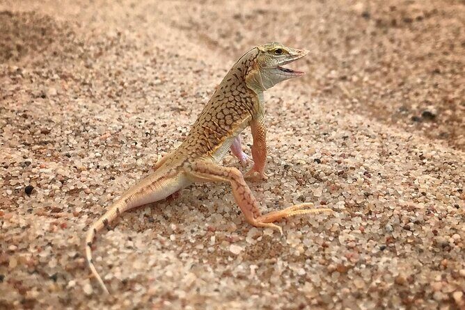 Living Desert Eco Dune Tour - The Value of Guided Ecological Tours