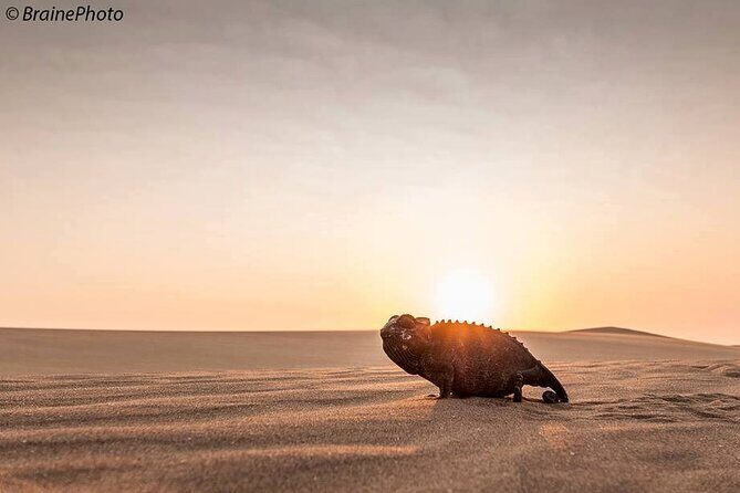 Living Desert Eco Dune Tour - What Do Travelers Say?