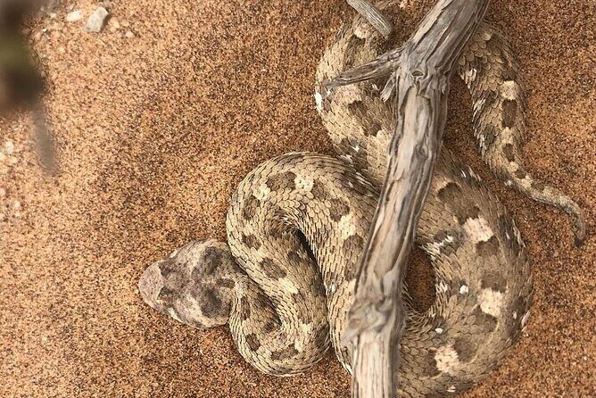 Living Desert Eco Dune Tour - The Sum Up: Is It Worth It?