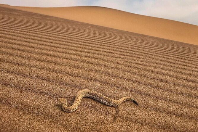 Living Desert Eco Dune Tour - Frequently Asked Questions