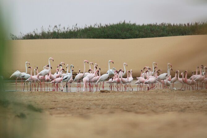 LIVING DESERT TOUR (Little 5 tour) - A Detailed Look at the Living Desert Tour