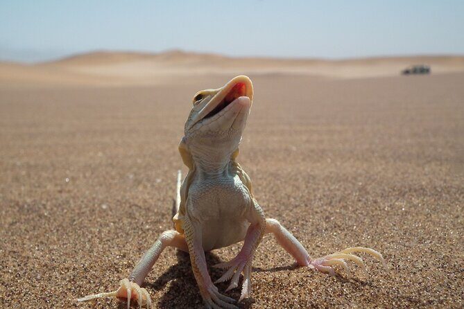Living Dunes Experience from Swakopmund - The Value of Small Groups and Guided Expertise