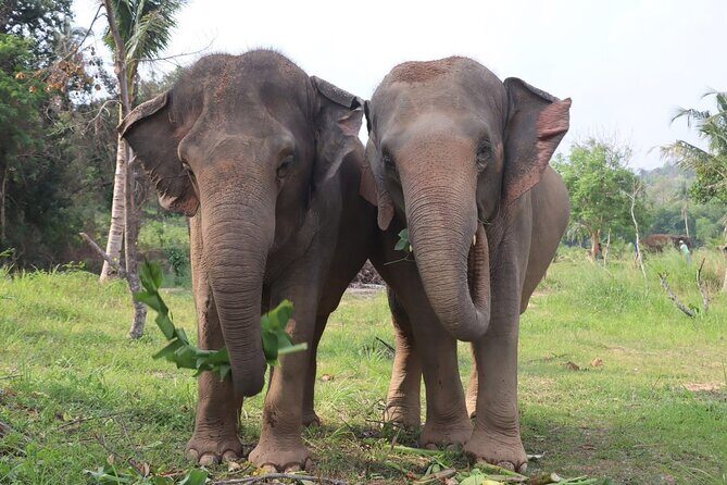 Living Green Elephant Sanctuary Experience near Bangkok & Pattaya - What to Expect From the Experience