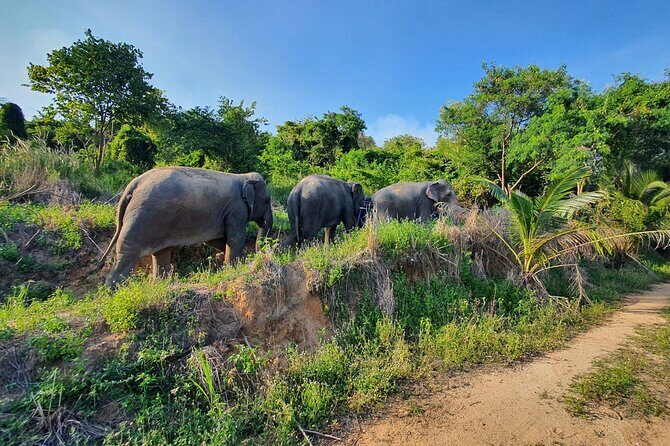 Living Green Elephant Sanctuary Experience near Bangkok & Pattaya - The Cost & Value