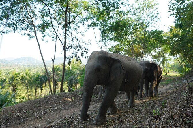 Living Green Elephant Sanctuary Experience near Bangkok & Pattaya - Authenticity & Reviews