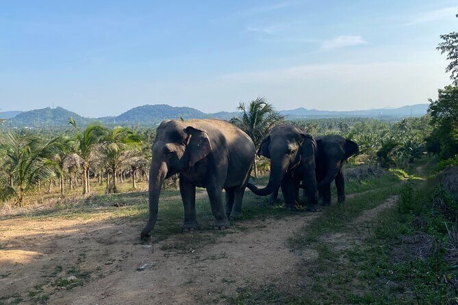 Living Green Elephant Sanctuary Experience near Bangkok & Pattaya - Who Will Love This Tour?