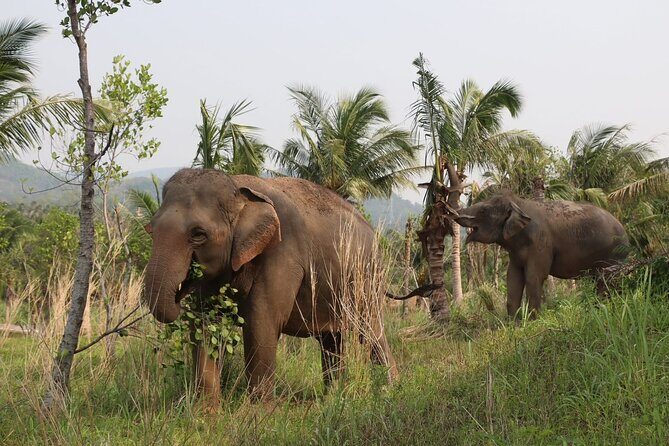 Living Green Elephant Sanctuary Experience near Bangkok & Pattaya - Final Thoughts