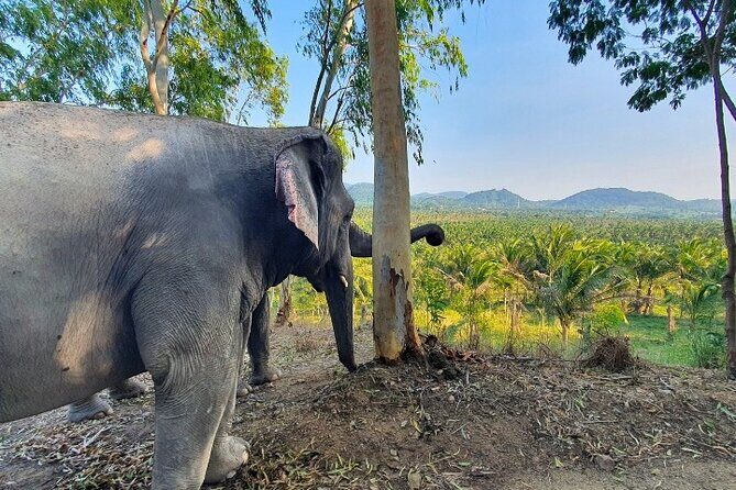 Living Green Elephant Sanctuary Tour from Bangkok and Pattaya - Who Will Love This Tour?