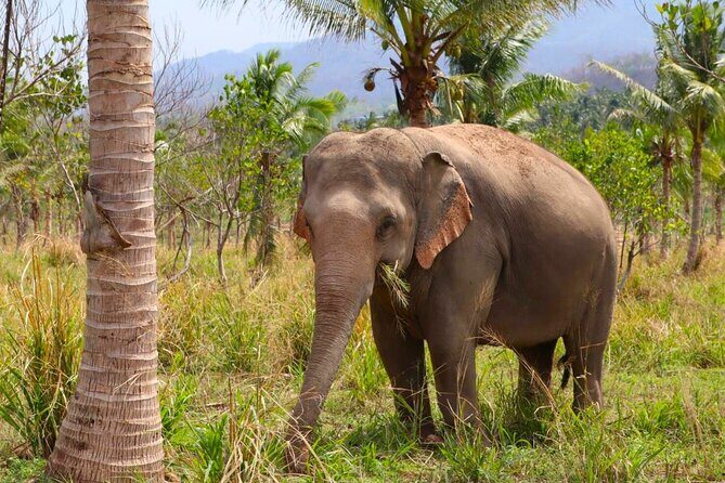 Living Green Elephant Sanctuary Tour from Bangkok and Pattaya - The Sum Up