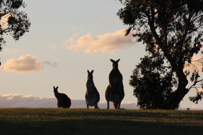 Living Legends Champion Racehorse Guided Tour - An Authentic Encounter with Australia’s Racing Legends