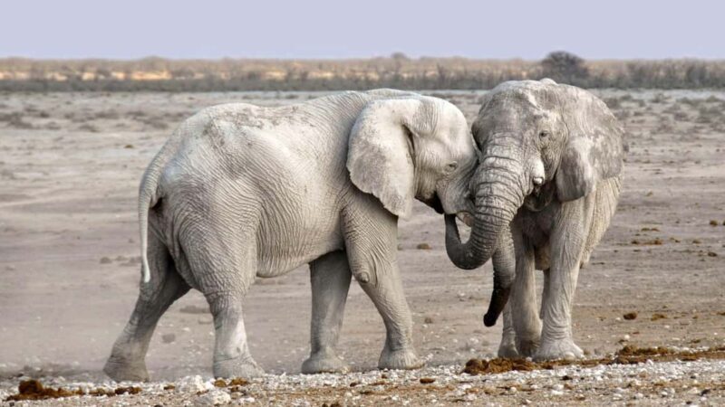 Livingstone: Game Drive and White Rhino Walking Safari - Livingstone: Game Drive and White Rhino Walking Safari — A Detailed Look
