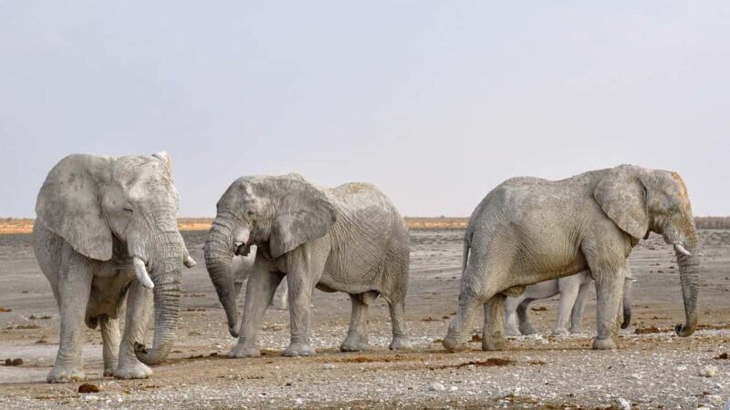 Livingstone: Game Drive and White Rhino Walking Safari - Key Points