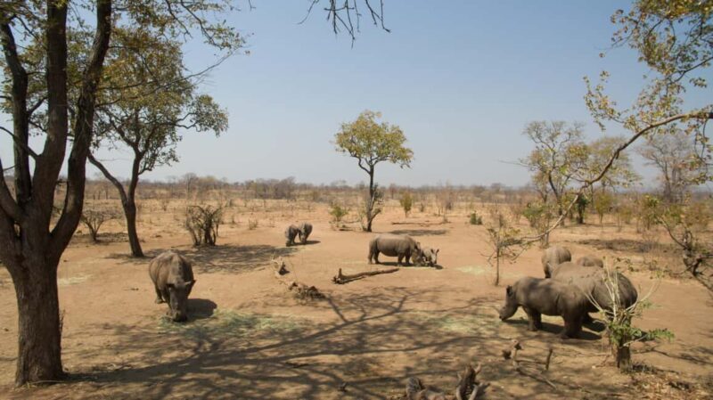 Livingstone: Game Drive and White Rhino Walking Safari - What the Reviews Say