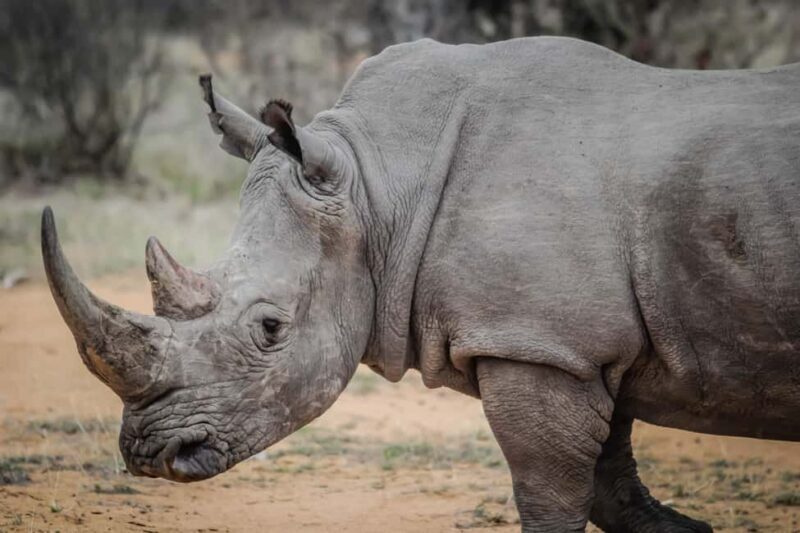 Livingstone: Game Drive and White Rhino Walking Safari - Final Thoughts: Is It Worth It?