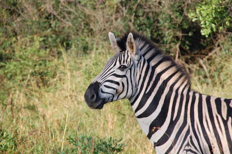 Livingstone: Game Drive and White Rhino Walking Safari - FAQ