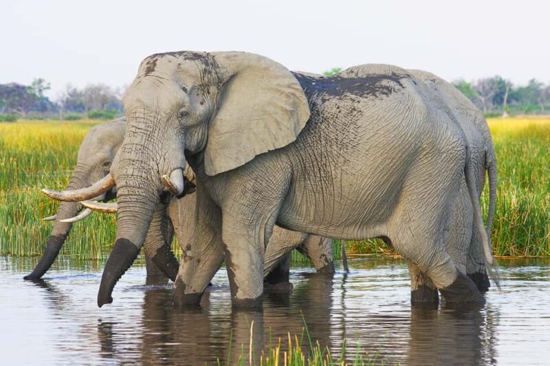 Livingstone: Game Drive and White Rhino Walking Safari - A Detailed Look at the Experience