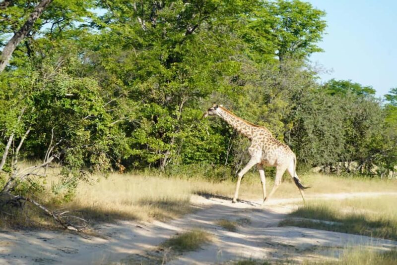 Livingstone: Game Drive & Cultural Tour - Introduction