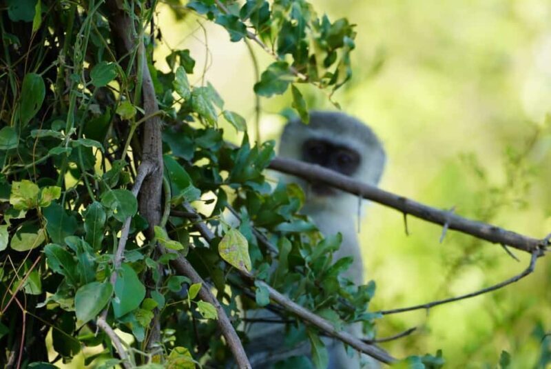 Livingstone: Game Drive & Cultural Tour - Key Points