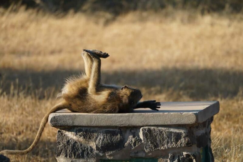 Livingstone: Game Drive & Cultural Tour - Cultural Insights at Livingstone Museum