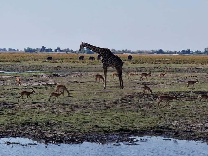 Livingstone: Game Drive & Cultural Tour - What’s Included and Practical Tips