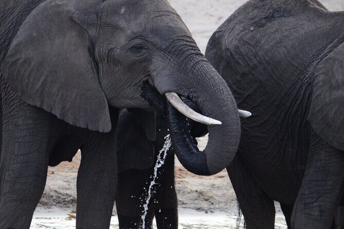 Livingstone Game Park Safari - Price and Value
