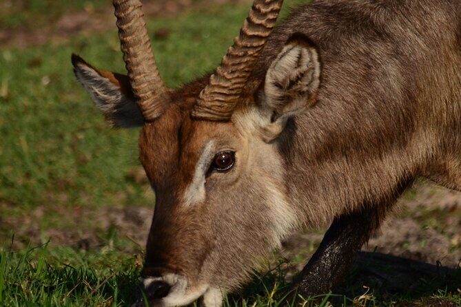 Livingstone Game Park Safari - Who Is This Tour Best For?