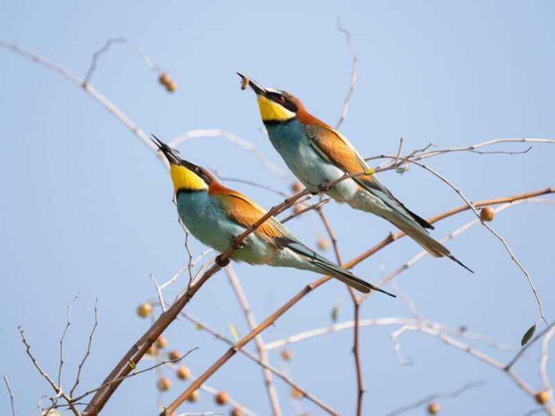 Livingstone: Lochinvar National Park Birdwatching Adventure - An In-Depth Look at the Tour Experience