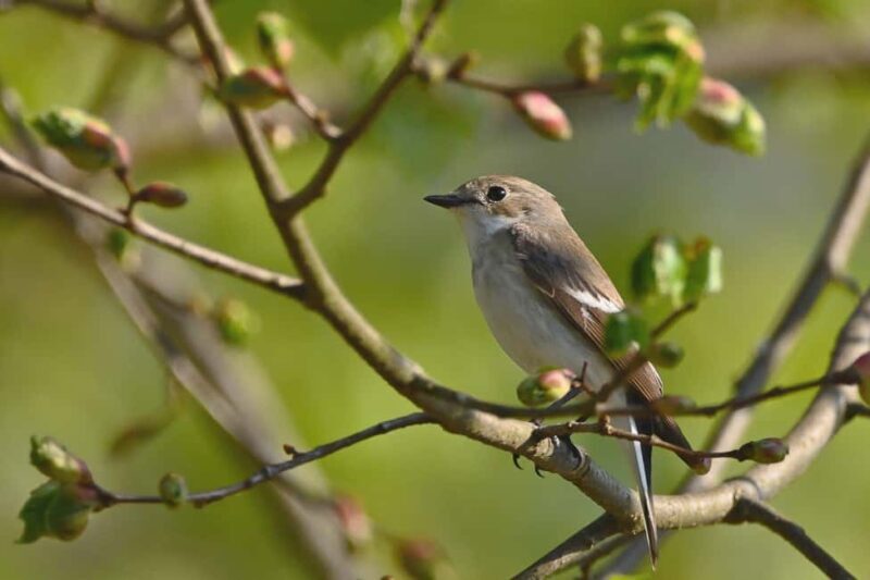 Livingstone: Lochinvar National Park Birdwatching Adventure - Why the Tour Offers Real Value
