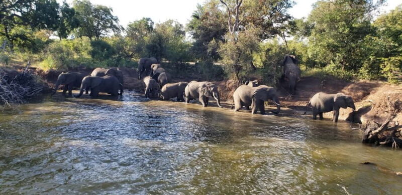 LIVINGSTONE ZAMBIA:SAFARI GAME DRIVE & RHINO WALK - Key Points