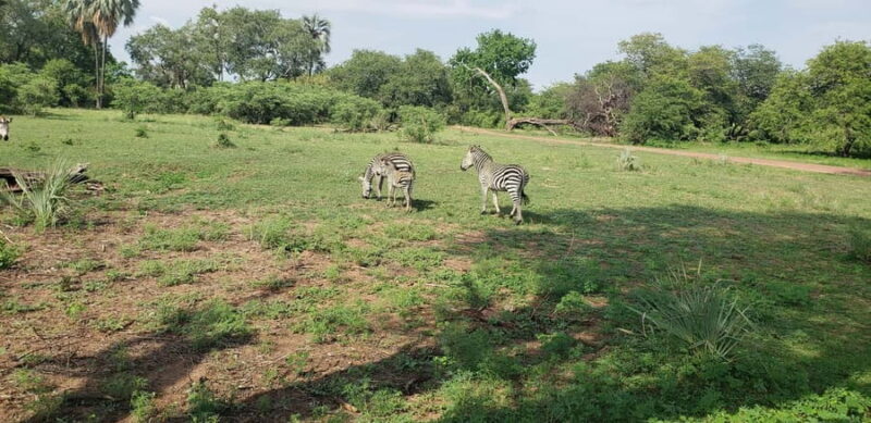 LIVINGSTONE ZAMBIA:SAFARI GAME DRIVE & RHINO WALK - Who Will Love This Tour?