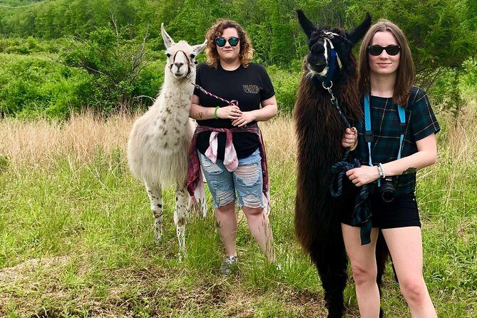 Llama/Alpaca Hike and Farm Tour - Final Thoughts: Is It Worth It?