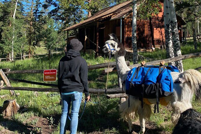 Llama to Lunch in the Rocky Mountains - An In-Depth Look at the "Llama to Lunch" Experience