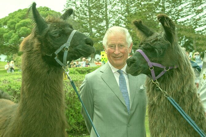 Llama Trek (Half-day) - Kaikoura Bay, Beaches & Seal Colony - Key Points