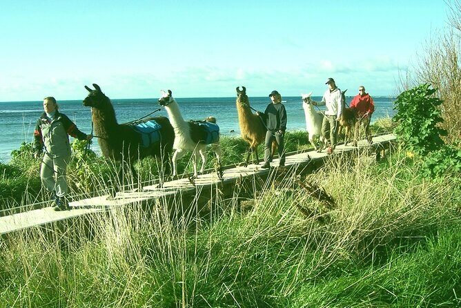 Llama Trek (Half-day) - Kaikoura Bay, Beaches & Seal Colony - The Value of the Experience