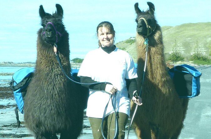 Llama Trek (Half-day) - Kaikoura Bay, Beaches & Seal Colony - Navigating the Experience: What to Expect