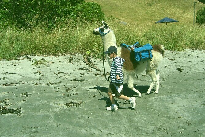 Llama Trek (Half-day) - Kaikoura Bay, Beaches & Seal Colony - Authentic Feedback from Guests